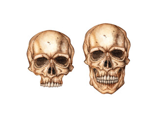 Human skull realistic frontal set watercolor illustration. Bones creepy, horrible. Day of the dead, Halloween, Dia de los muertos. Isolated from background. Perfect for medical, educational or themed