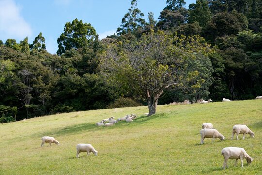 Sheep grazing on lush green pasture beneath a shady tree