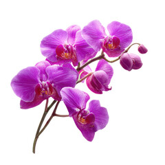 Beautiful purple orchids blooming in spring isolated on transparent or white background. A high resolution PNG image of Beautiful purple orchids blooming in spring.