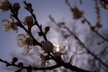 White apricot blossom on a sunny day - macro buds on tree branches fully opened, soft sunlight passes through them. Selective focus, bokeh, natural light, nature background blur.