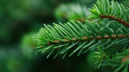 Close-up of pine needles with dew drops on a lush, green branch.