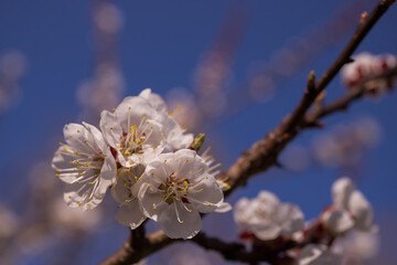 White apricot blossom on a sunny day - macro buds on tree branches fully opened, soft sunlight passes through them. Selective focus, bokeh, natural light, nature background blur.