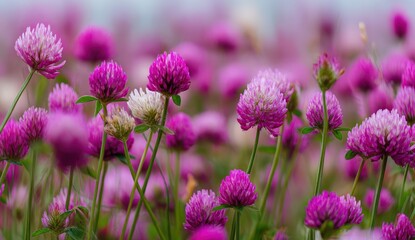 Vibrant pink clover blossoms sway in the breeze.