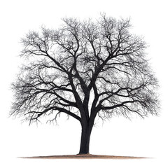 Plains Cottonwood isolated on transparent background