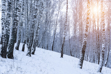 Fototapeta premium Birch grove after a snowfall on a winter. Sunlight breaking through the branches.