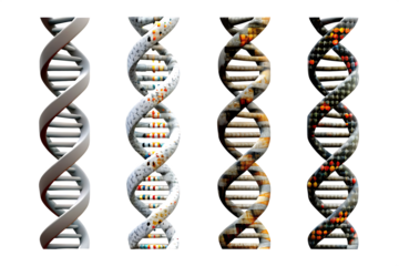  dna genome structure isolated on white background PNG 