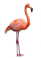 Obraz premium Photo Flamingo Pink Bird on White Background