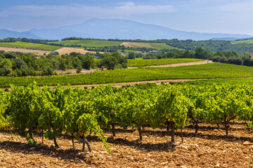 Scenic Vineyard Landscape Stretching Under