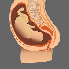 vector illustration of a fetus inside the womb