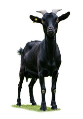 Photo of a Black Goat Standing on Grass