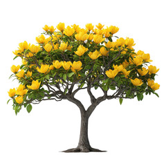 Tulip Tree isolated on transparent background