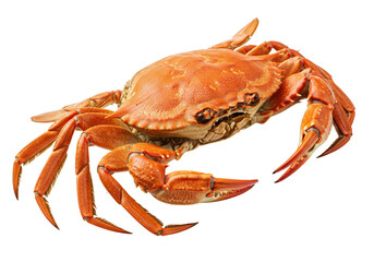 Cooked red crab isolated, delicious seafood delicacy, perfectly cooked for meal. Cooked.