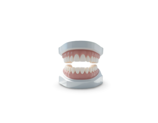 Teeth Model Showing Upper and Lower Jaw Isolated on Black Background