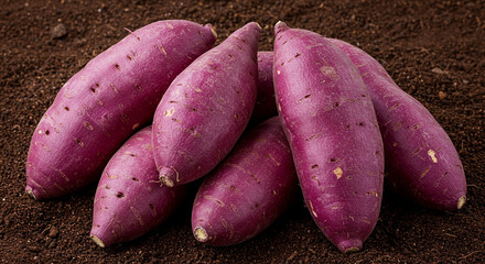 Purple Yam, Yacon, and Sweet Potato Tubers