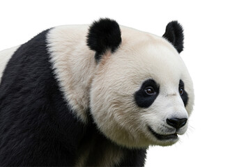 Panda portrait isolated, iconic panda bear a symbol of China. Gentle panda.
