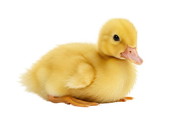 Cute yellow duckling isolated, a small cute symbol of new life. Very cute.
