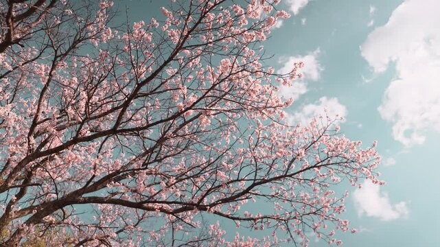 Wide shot of blossoming cherry tree against a clear blue sky with scattered white clouds. Vivid contrast emphasizes full bloom and beauty of seasonal transformation.