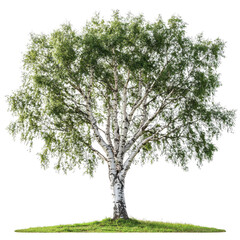Fototapeta premium White Poplar isolated on transparent background