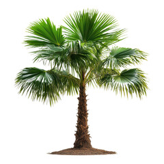 Windmill Palm isolated on transparent background