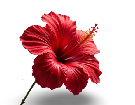 Vibrant Red Flower Bloom Against Black Background Nature Photography
