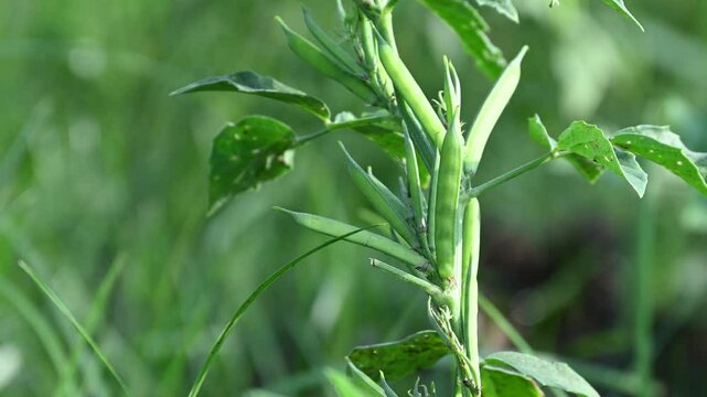 Cluster beans or gawar phali(guar) plant in field, cyamopsis tetragonoloba