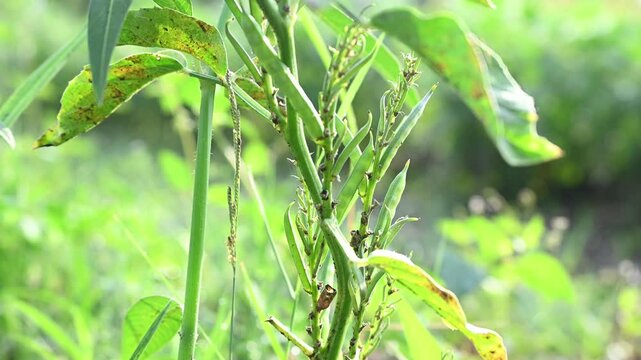 Cluster beans or gawar phali(guar) plant in field, cyamopsis tetragonoloba