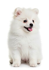 Photo of White Fluffy Pomeranian Puppy on White Background