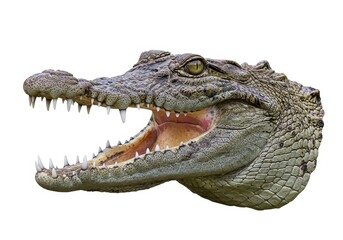 Fototapeta premium Photorealistic Crocodile Head With Open Mouth on White