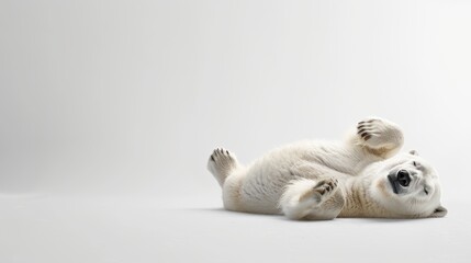 Polar bear laying down, playful pose