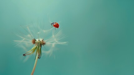 Ladybird on dandelion seed head