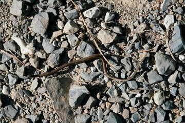 Long worm crawling on gravel path in natural outdoor setting