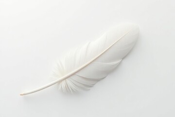 Obraz premium White feathers on pristine white background, soft light, wing, serene