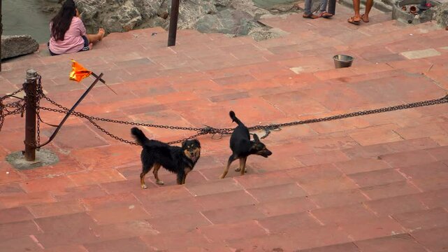 A candid moment capturing street dogs joyfully playing along the peaceful riverbank of the Ganges in Rishikesh, India. Surrounded by natural beauty and spiritual calm