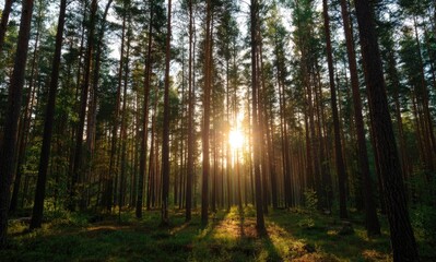 Obraz premium Sun Sets Through Treetops in Deep Forest