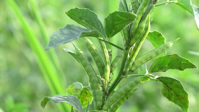 Cluster beans or gawar phali(guar) plant in field, cyamopsis tetragonoloba
