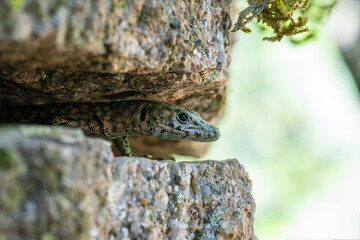 Lézard de Bedriaga (Archaeolacerta bedriagae) sur falaise rocheuse, espèce méditerranéenne