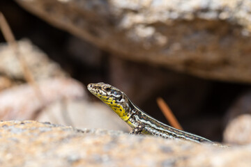 Lézard tyrrhénien (Podarcis tiliguerta) sur pierre au soleil en Corse