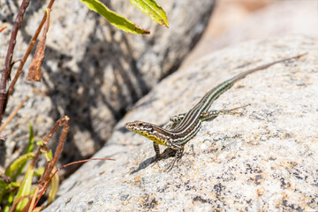 Lézard tyrrhénien (Podarcis tiliguerta) sur pierre au soleil en Corse