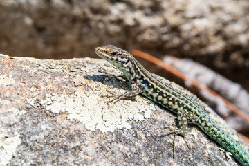Lézard tyrrhénien (Podarcis tiliguerta) sur pierre au soleil en Corse