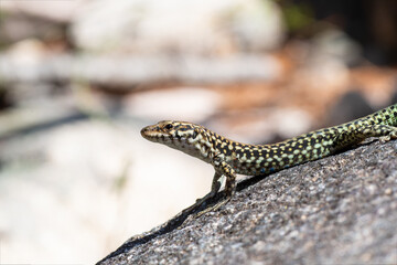 Lézard tyrrhénien (Podarcis tiliguerta) sur pierre au soleil en Corse