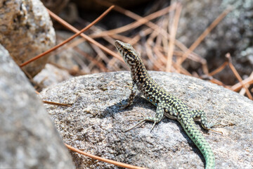 Lézard tyrrhénien (Podarcis tiliguerta) sur pierre au soleil en Corse