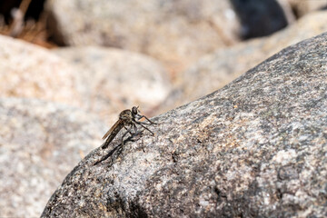 Tolmerus atricapillus (Asilidae) posé sur une pierre au soleil