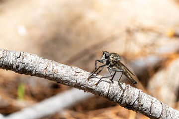 Tolmerus atricapillus (Asilidae), mouche prédatrice perchée sur une branche