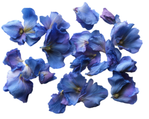 Blue Flower Petals on Transparent Background