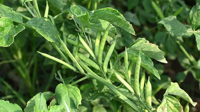 Cluster beans or gawar phali(guar) plant in field, cyamopsis tetragonoloba