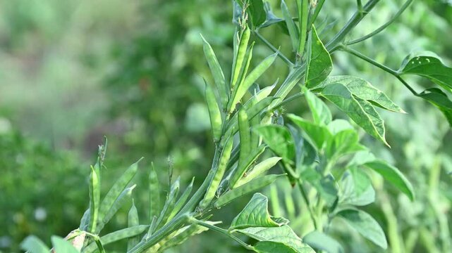 Cluster beans or gawar phali(guar) plant in field, cyamopsis tetragonoloba