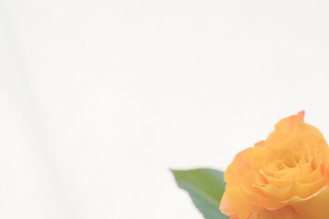 薔薇のオレンジ色の花のアップ01