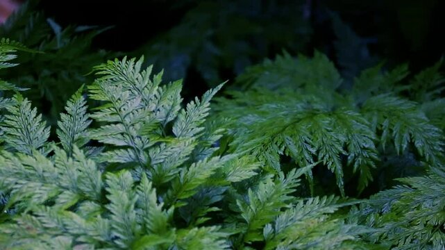 Lush Green Fern Fronds. Close-Up of Vibrant Fern Leaves. 