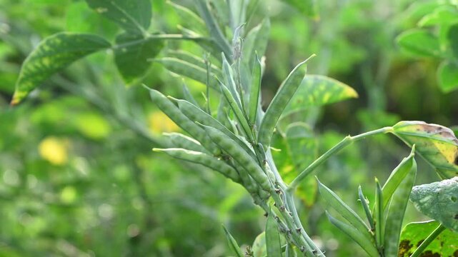 Cluster beans or gawar phali(guar) plant in field, cyamopsis tetragonoloba