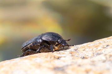 Cétoine noire (Protaetia morio) posée sur une pierre en milieu naturel